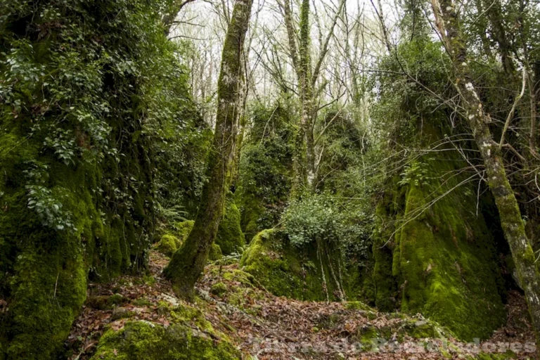 La biodiversidad en los ecosistemas forestales