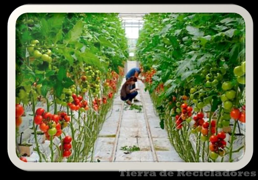 La sostenibilidad en la agricultura y ganadería