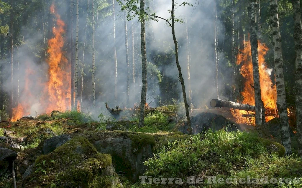 La biodiversidad forestal está desapareciendo