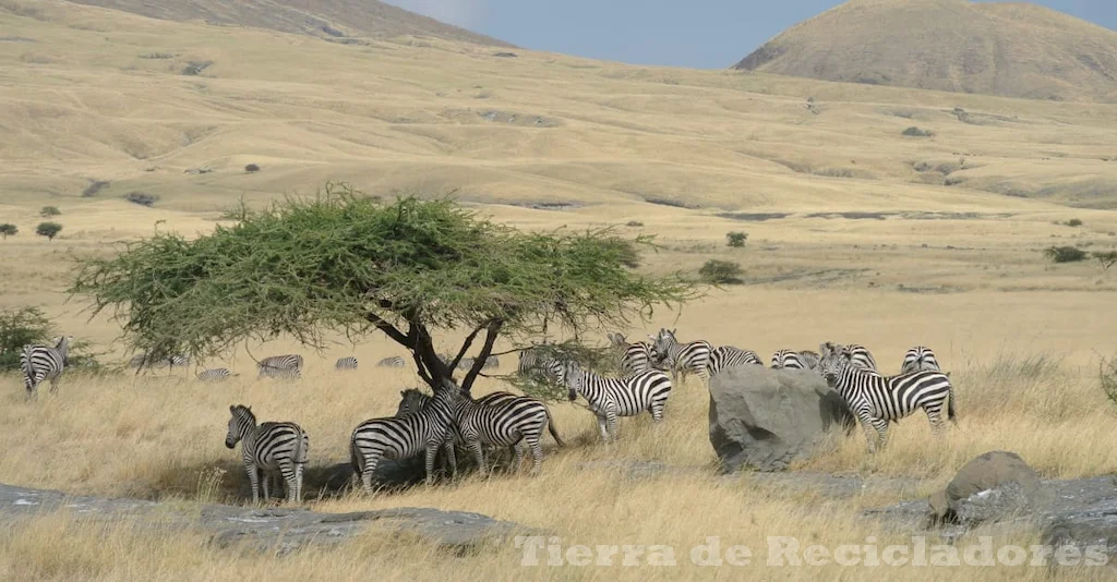 Ecosistemas naturales y su importancia para el medio ambiente