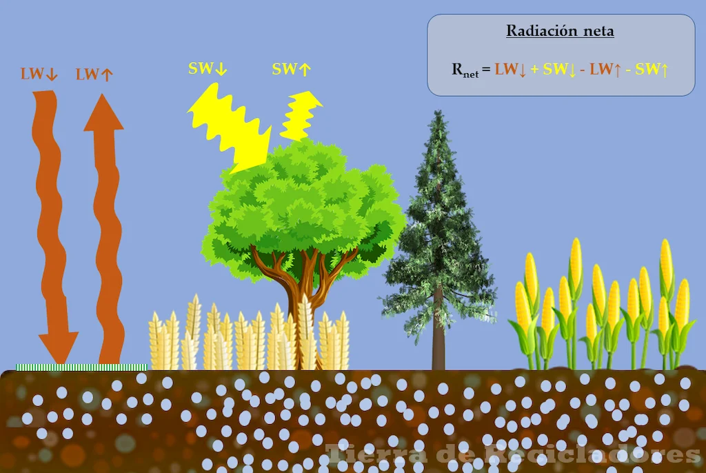 La transpiración de las plantas es un ejemplo de evaporación