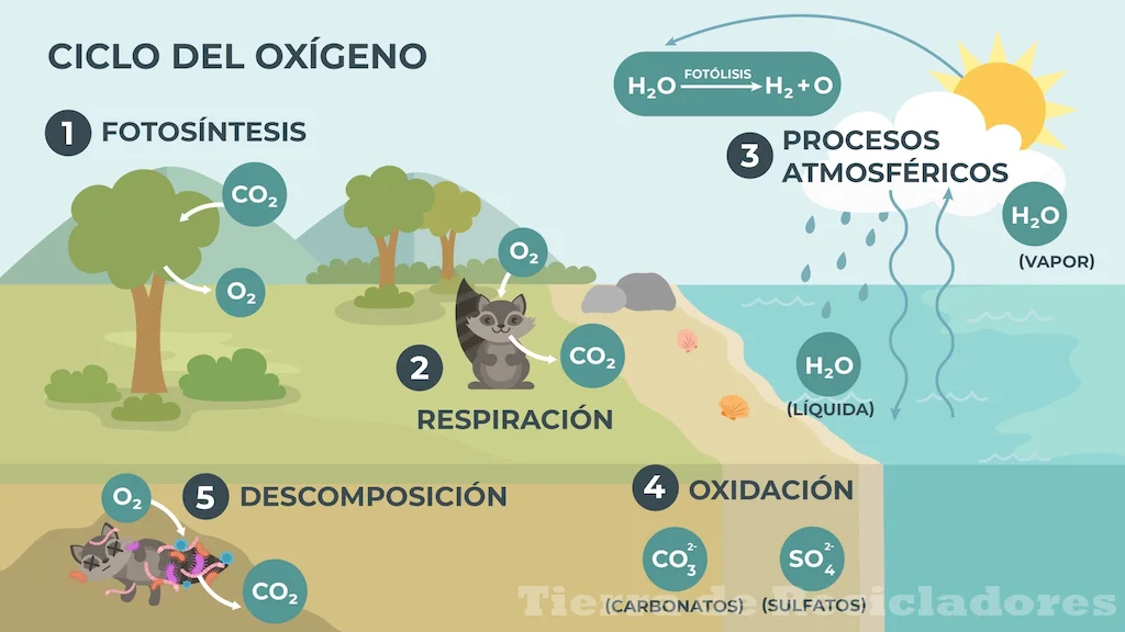 La vida depende del oxígeno