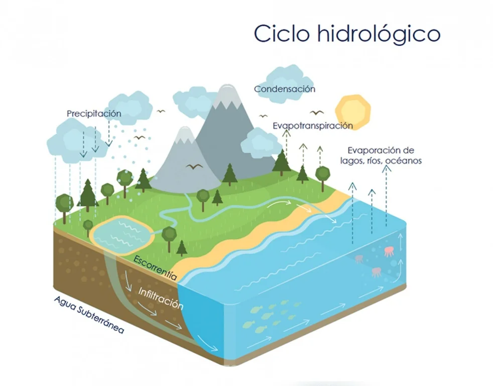 El papel de la infiltración y escorrentía en el ciclo natural del agua