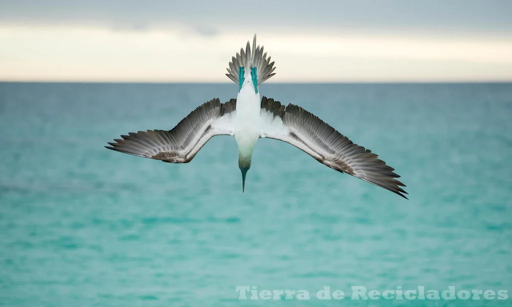 La responsabilidad humana en la contaminación de los océanos