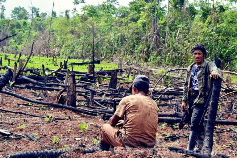 La tala indiscriminada de árboles tiene graves consecuencias en el medio ambiente