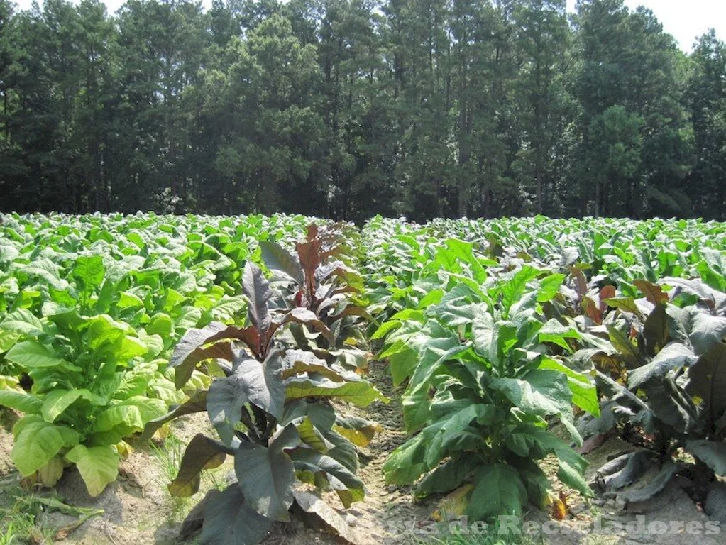 Un nuevo enfoque para el control del tabaco