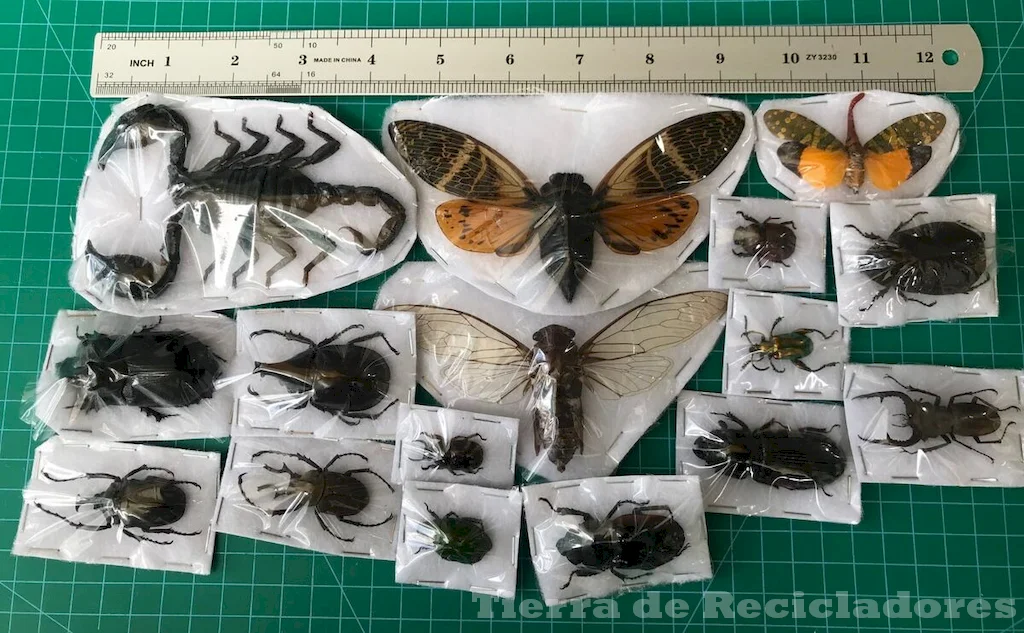 El fascinante mundo de los insectos