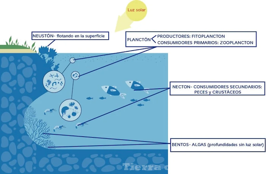 Ecosistemas acuáticos estructuras y componentes