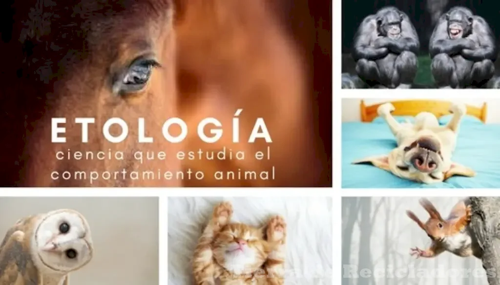 El estudio de los patrones de comportamiento en animales y sociedades