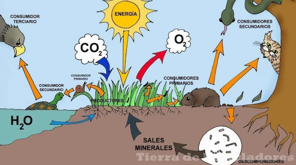 Estructuras bióticas y abióticas en ecosistemas artificiales