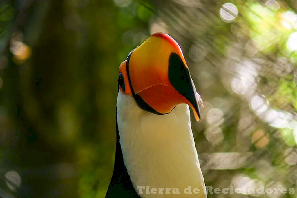 Vida silvestre en el bosque atlántico