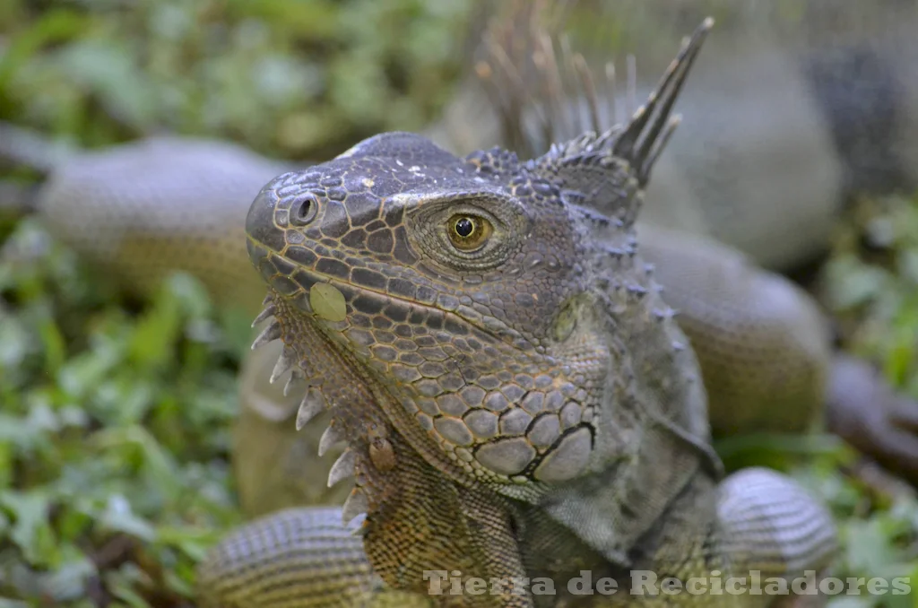 Especies silvestres de bosques fríos y templados