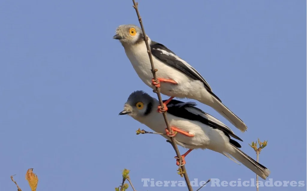 Varias especies de animales