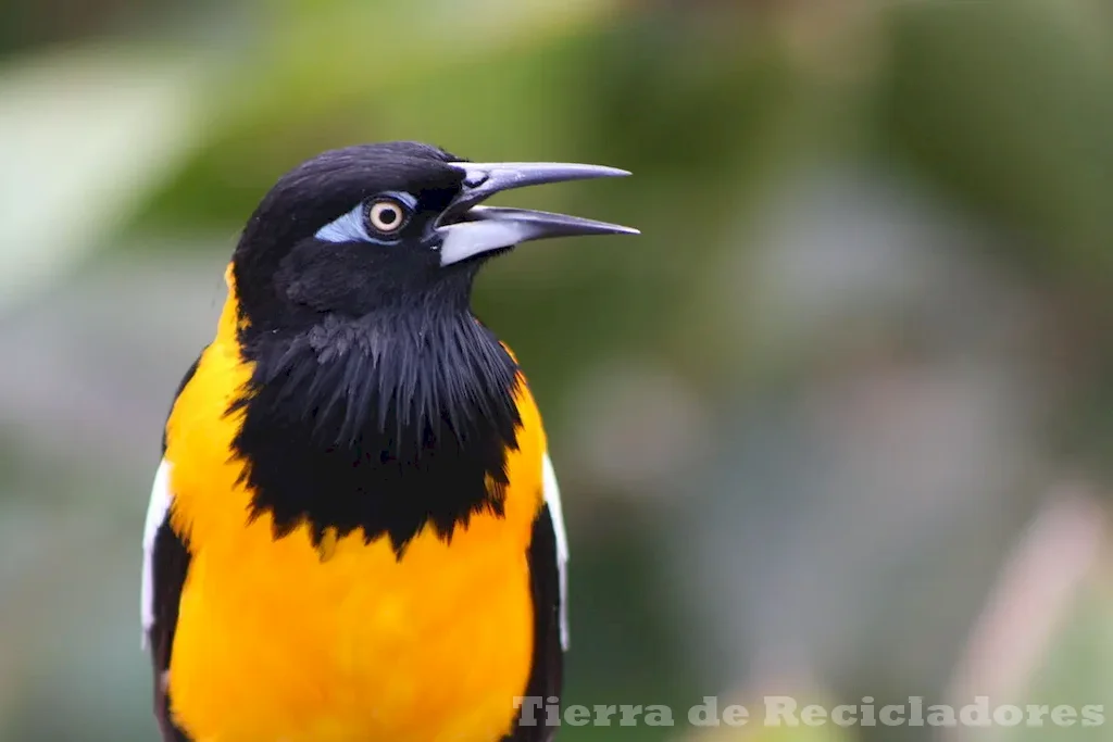 Diversidad de vida silvestre en el planeta