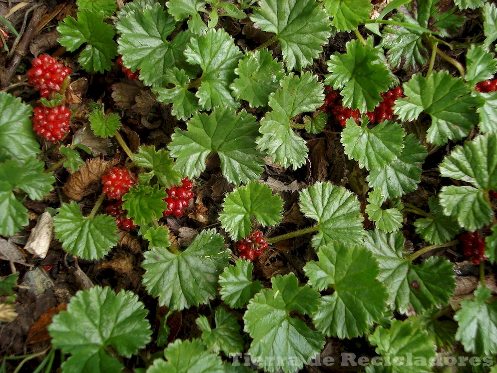 La flora de la puna es única y adaptable