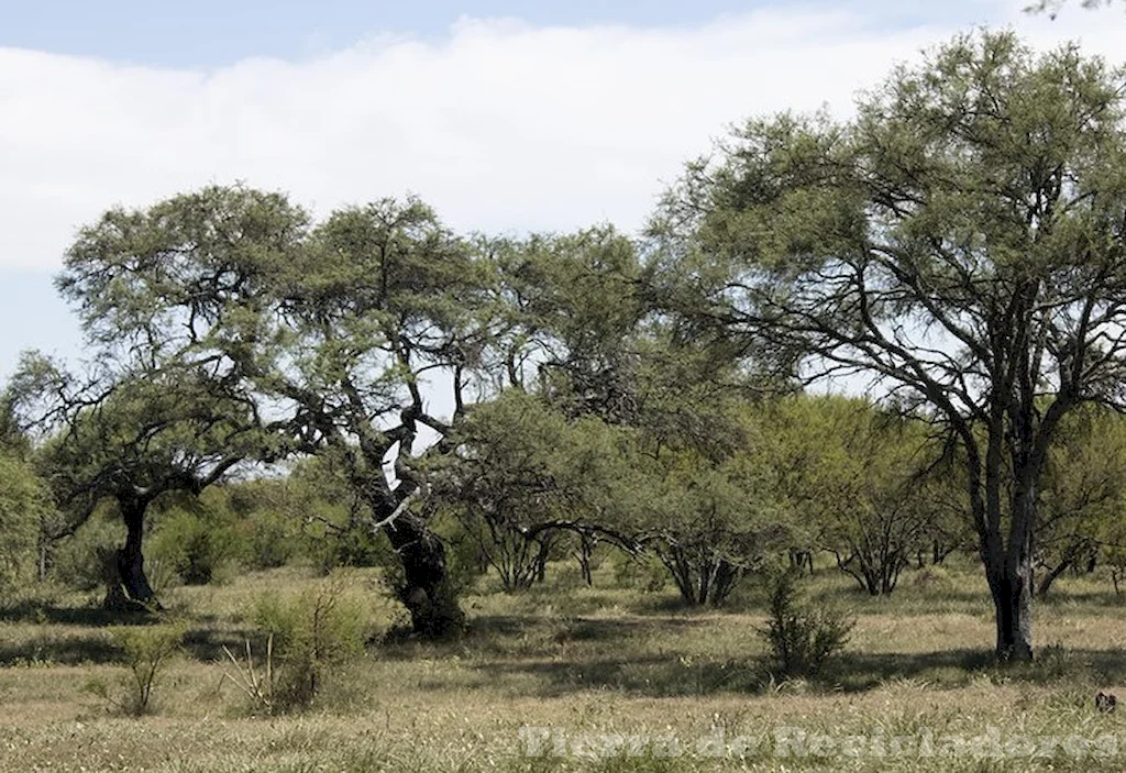 La biodiversidad en la sabana de palmeras