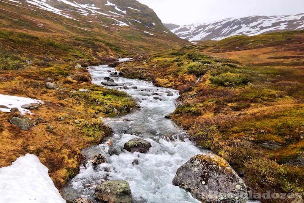 La vida salvaje en la tundra