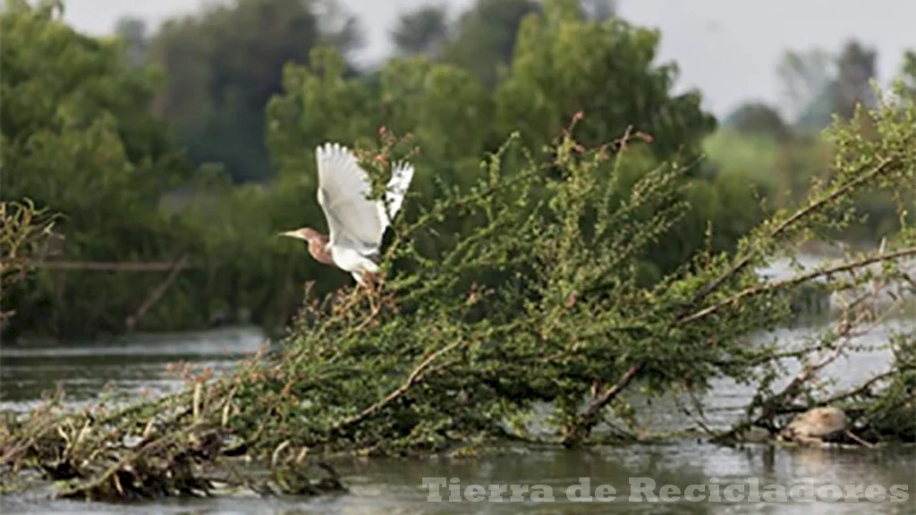 La flora de las llanuras aluviales adapta y se diversifica