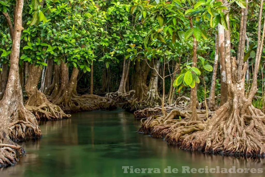 Ecosistemas tropicales diversificados