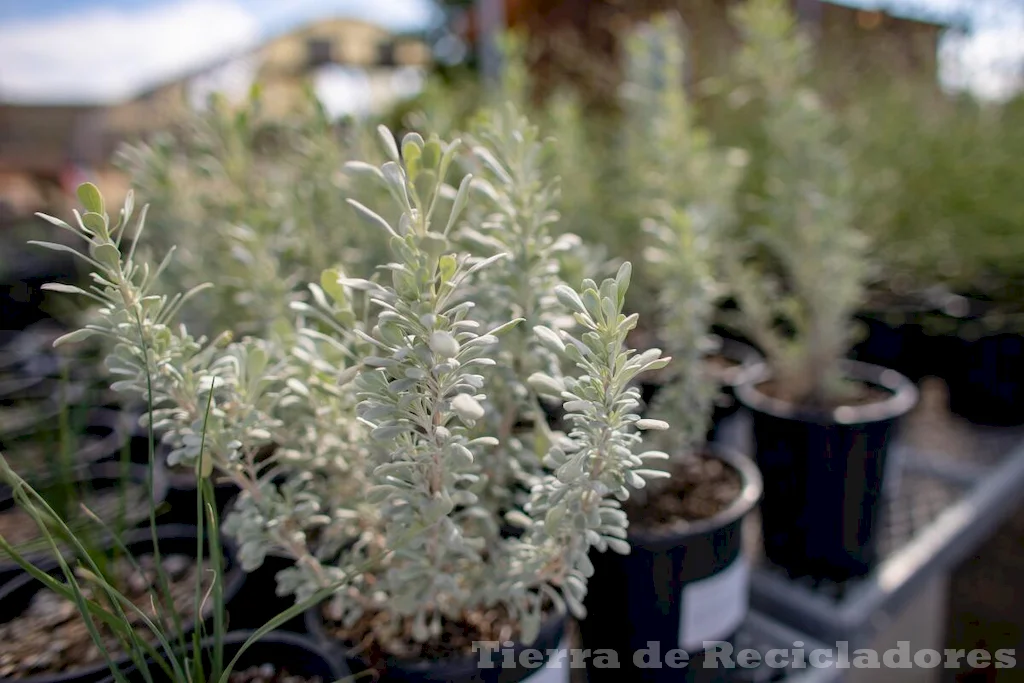 La vida en el desierto plantas únicas y resistentes