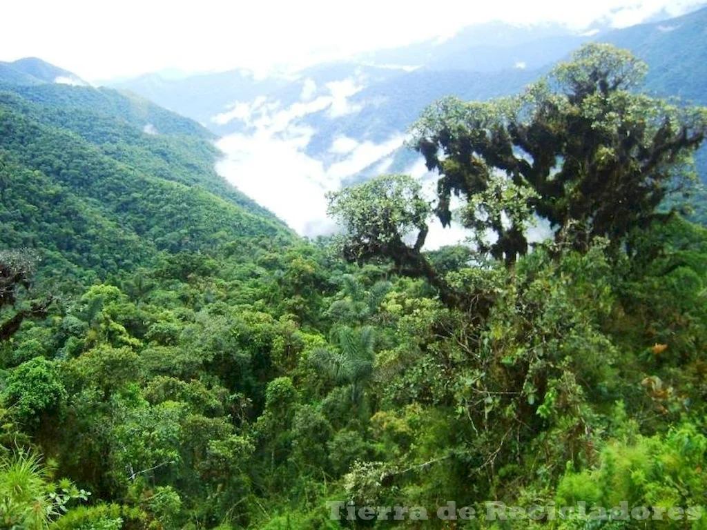 La biodiversidad en el bosque tropical