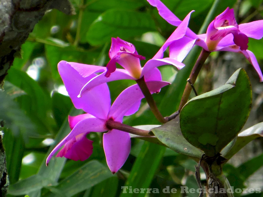 La flora exótica de bosques tropicales