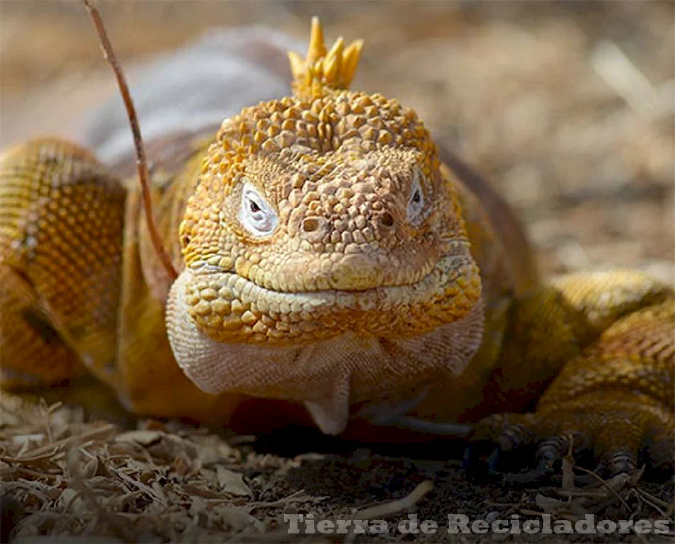 La biodiversidad en peligro en la región