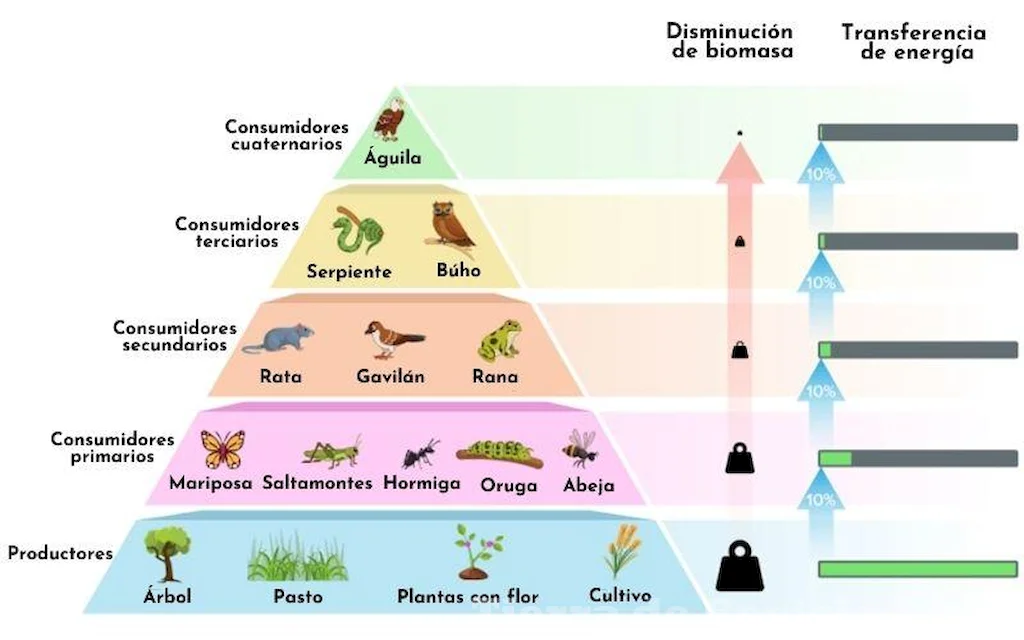 El flujo de energía en la cadena trófica