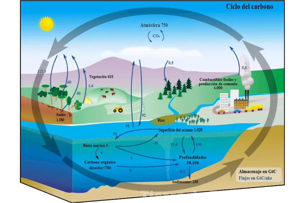 El ciclo biogeoquímico