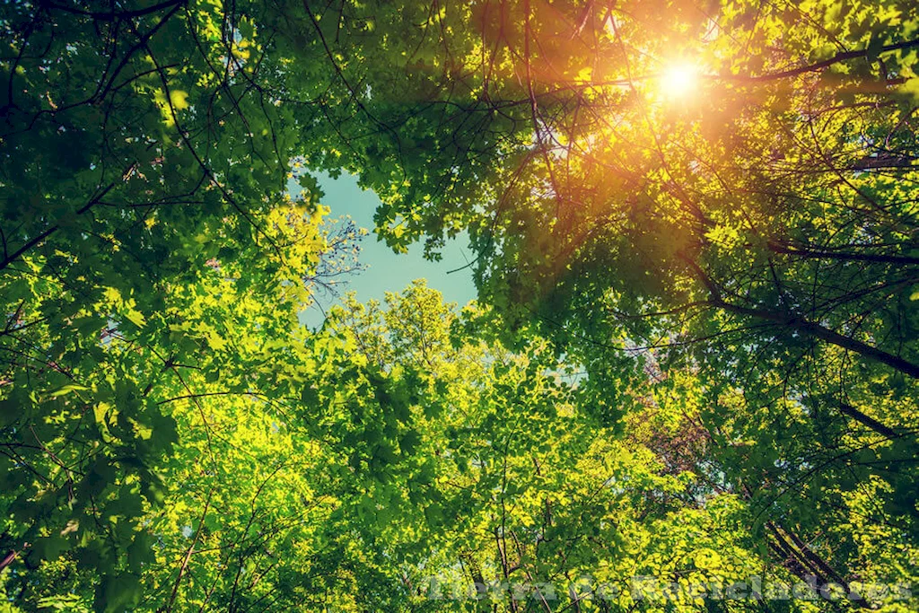 La relación entre plantas y medio ambiente