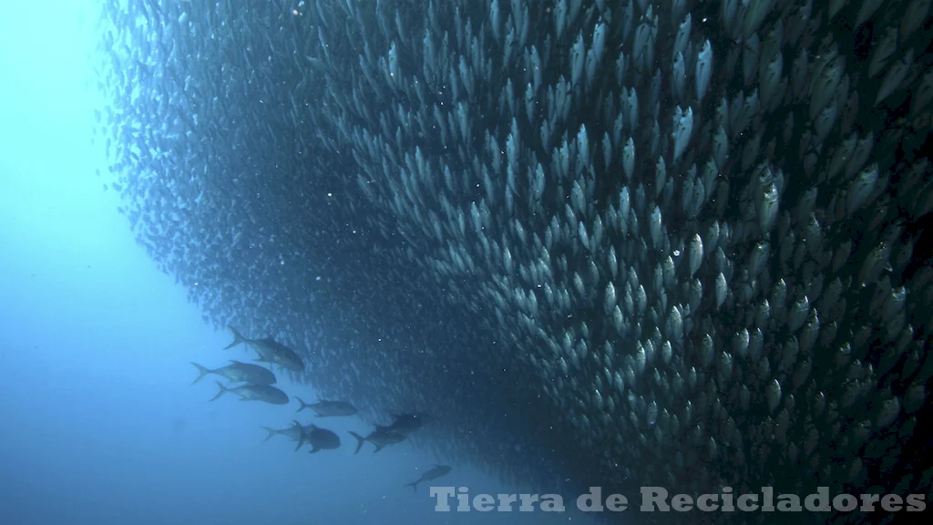 El golfo de méxico, un refugio para la biodiversidad