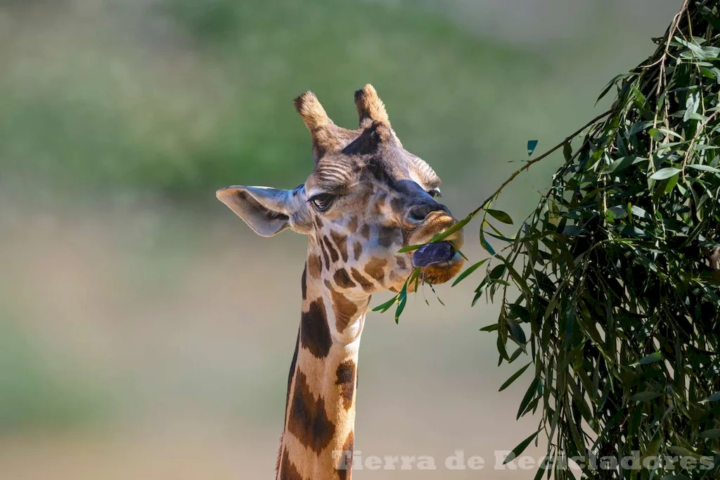 Espectaculares criaturas salvajes