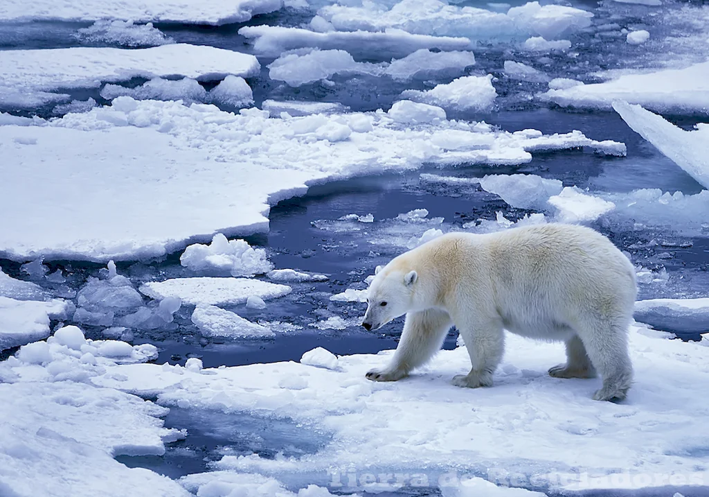 Las diferencias y similitudes clave entre hielo marino antártico y ártico