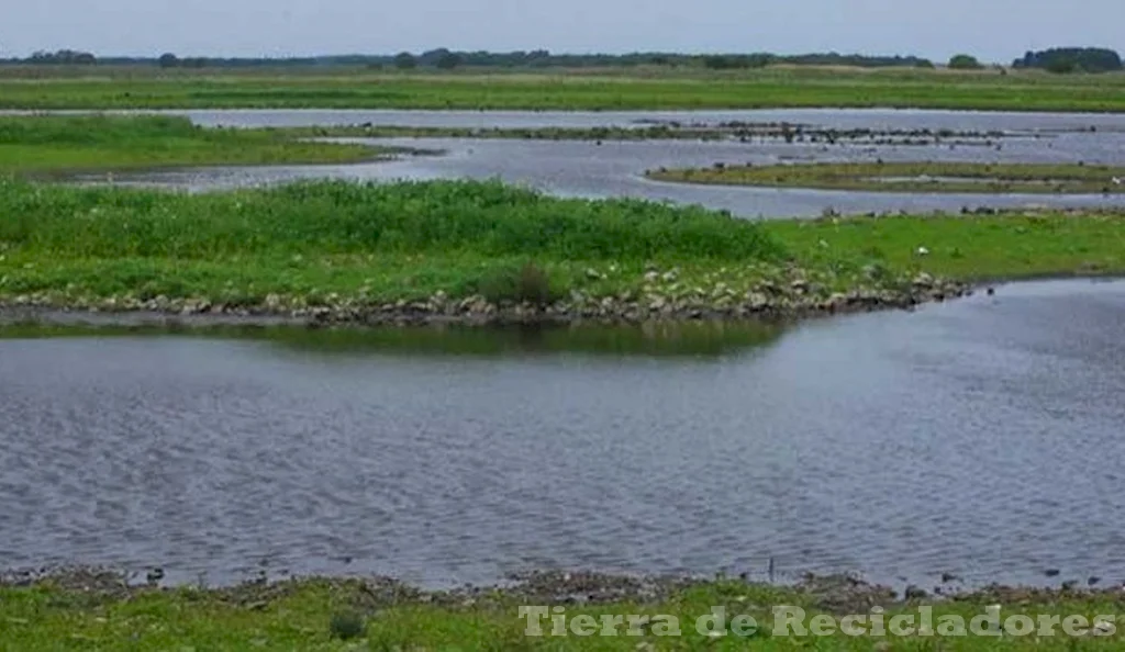 Flora y Fauna de los Humedales - Descubre la Diversidad Ecológica ...