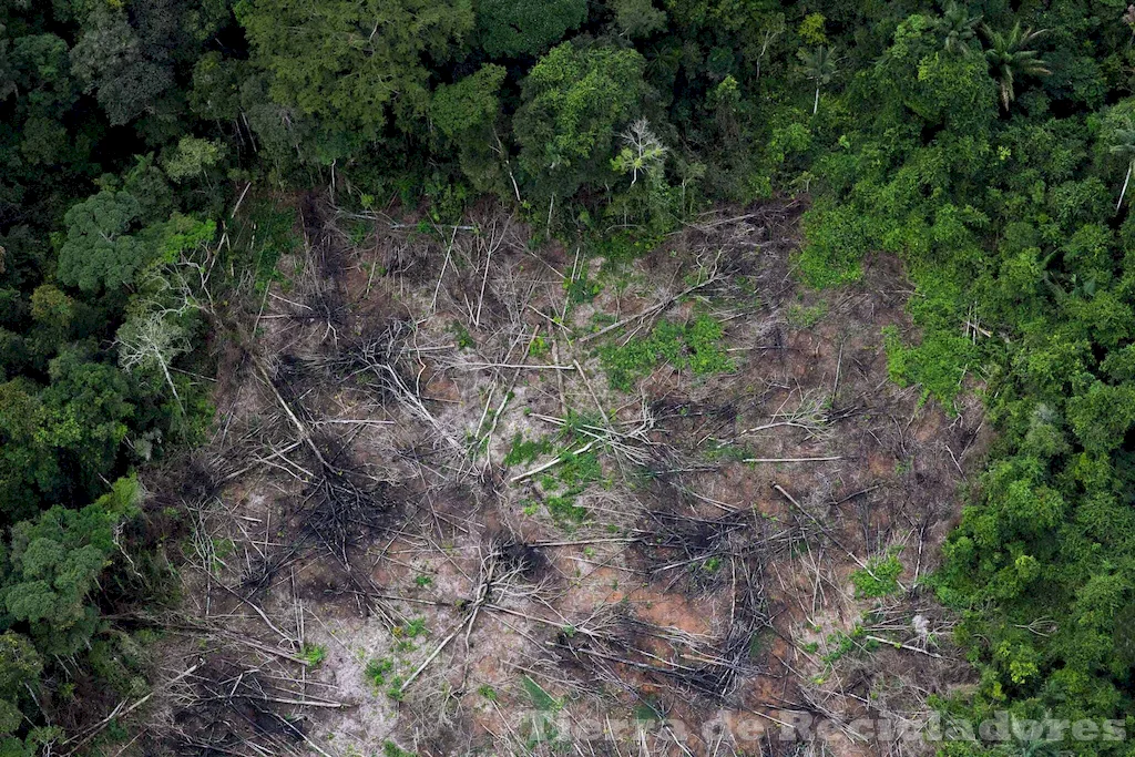 La responsabilidad humana en la protección de los bosques y selvas