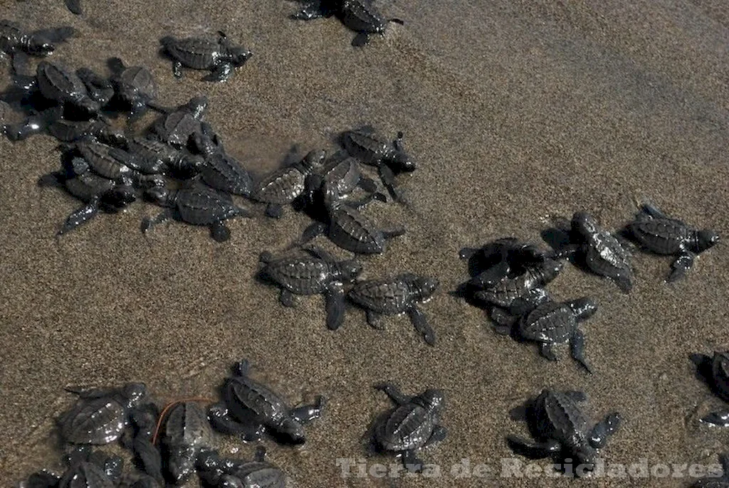 La vida en la tierra depende de su riqueza biológica