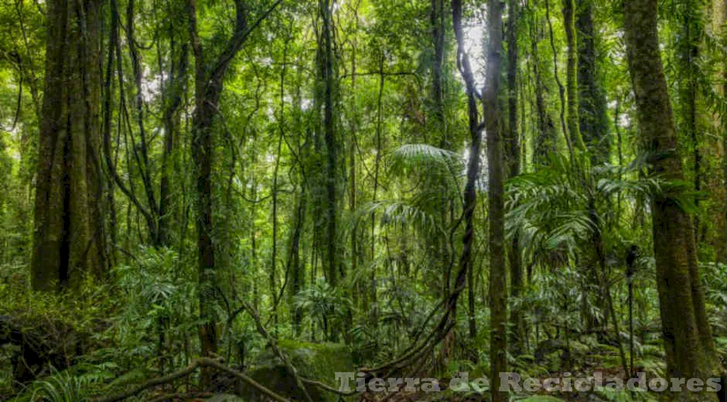 La protección de los bosques