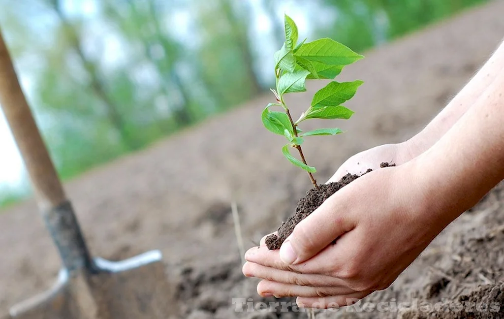 La educación ambiental es clave para un futuro sostenible