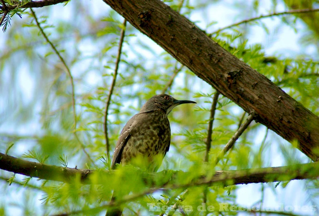 La protección de la naturaleza es fundamental