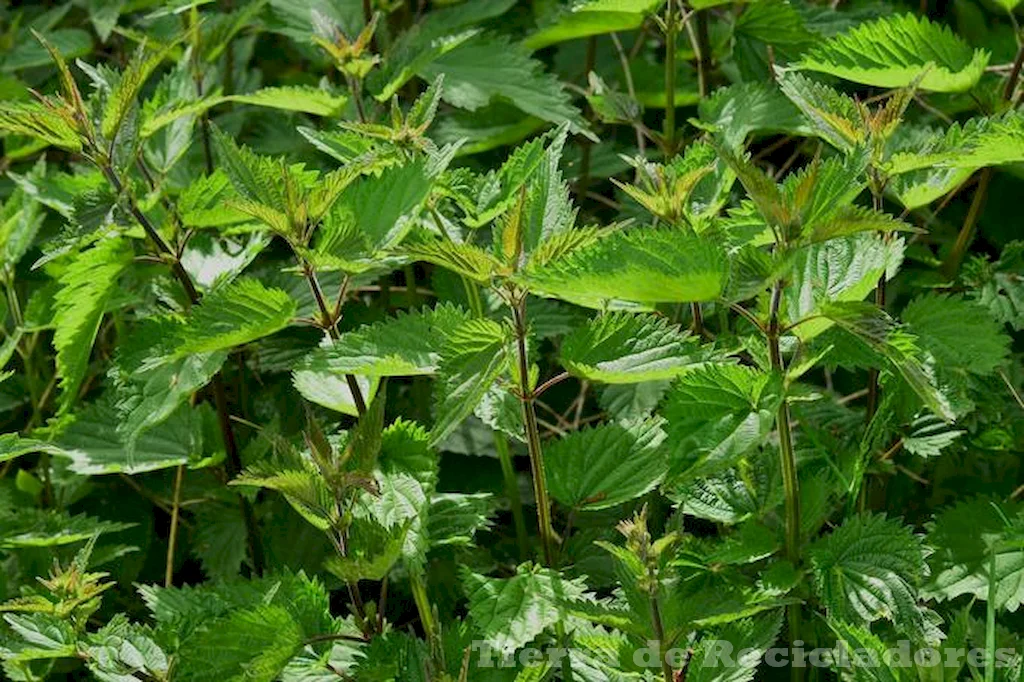 La biodiversidad depende de la supervivencia de estas plantas