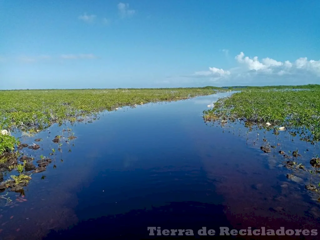 El mantenimiento de los humedales es vital para el equilibrio ecológico