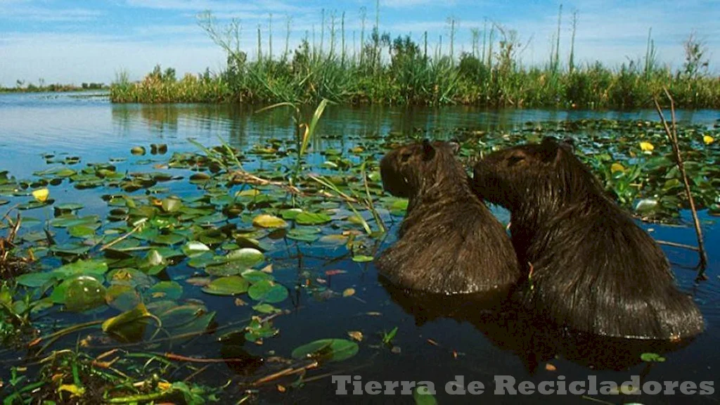 La conservación de los humedales es crucial para preservar la biodiversidad