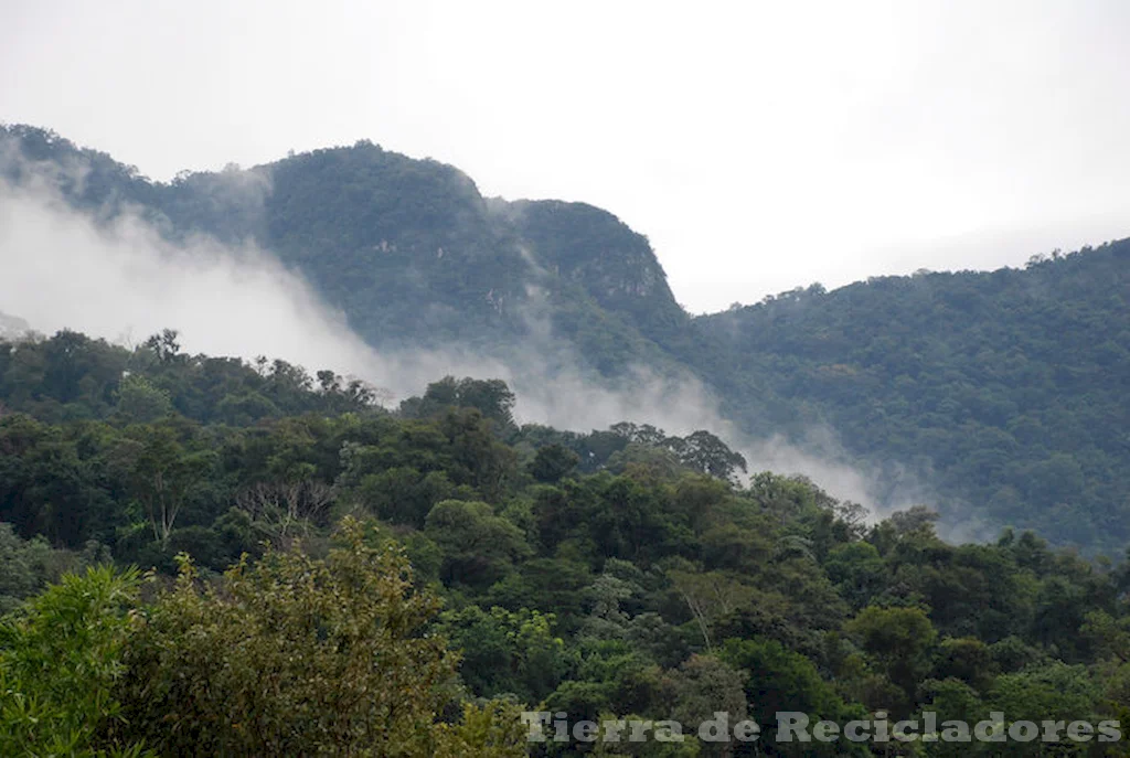 El bosque atlántico es un refugio para la vida silvestre