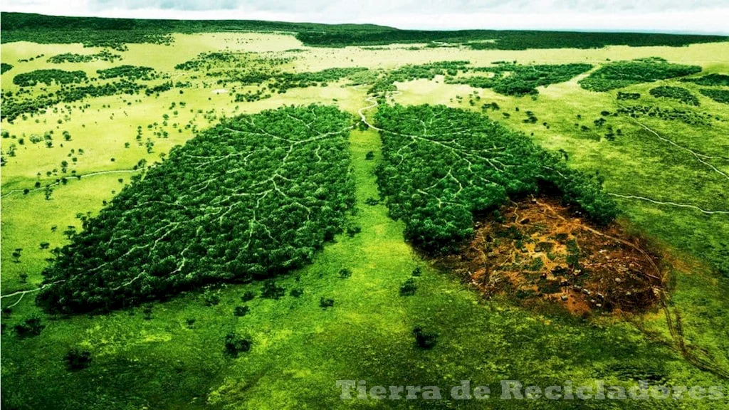 La importancia del estudio de la ecología para proteger nuestro medio ambiente