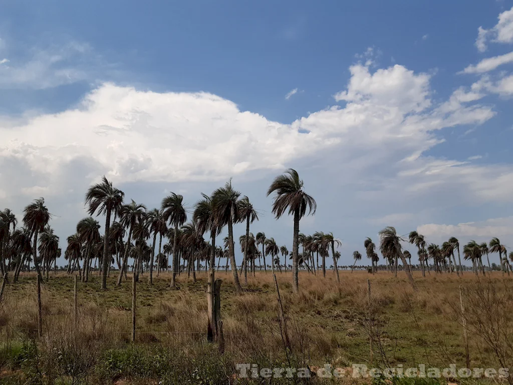 La sabana de palmeras es un refugio para la biodiversidad