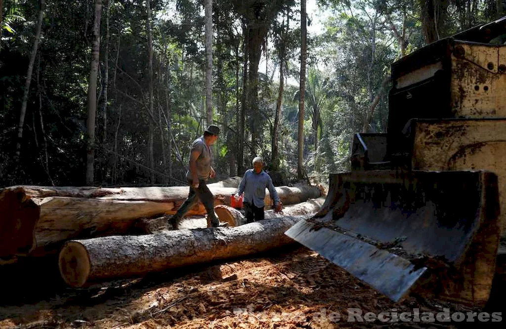 La importancia ecológica y económica de la selva amazónica