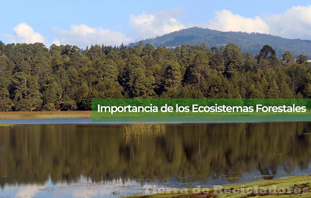 La protección de los bosques de coníferas es clave