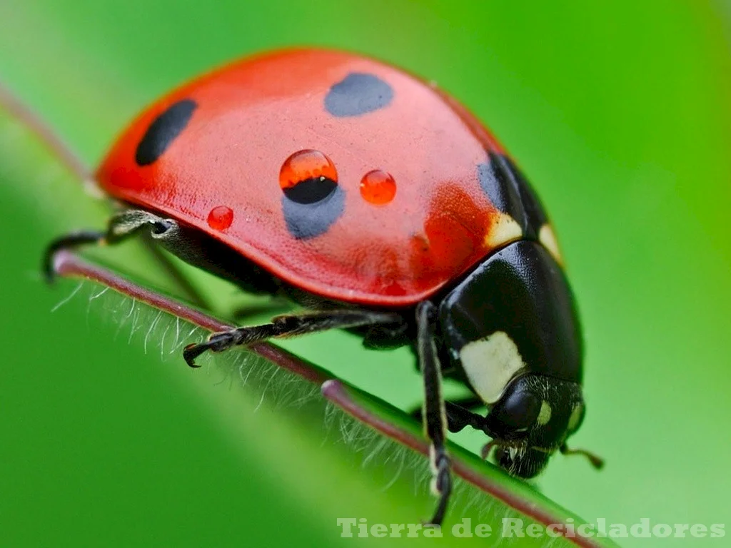 La biodiversidad del bosque mediterráneo