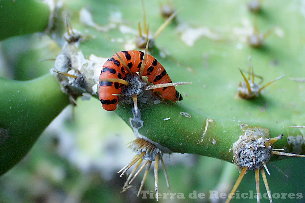 La interdependencia entre plantas y animales