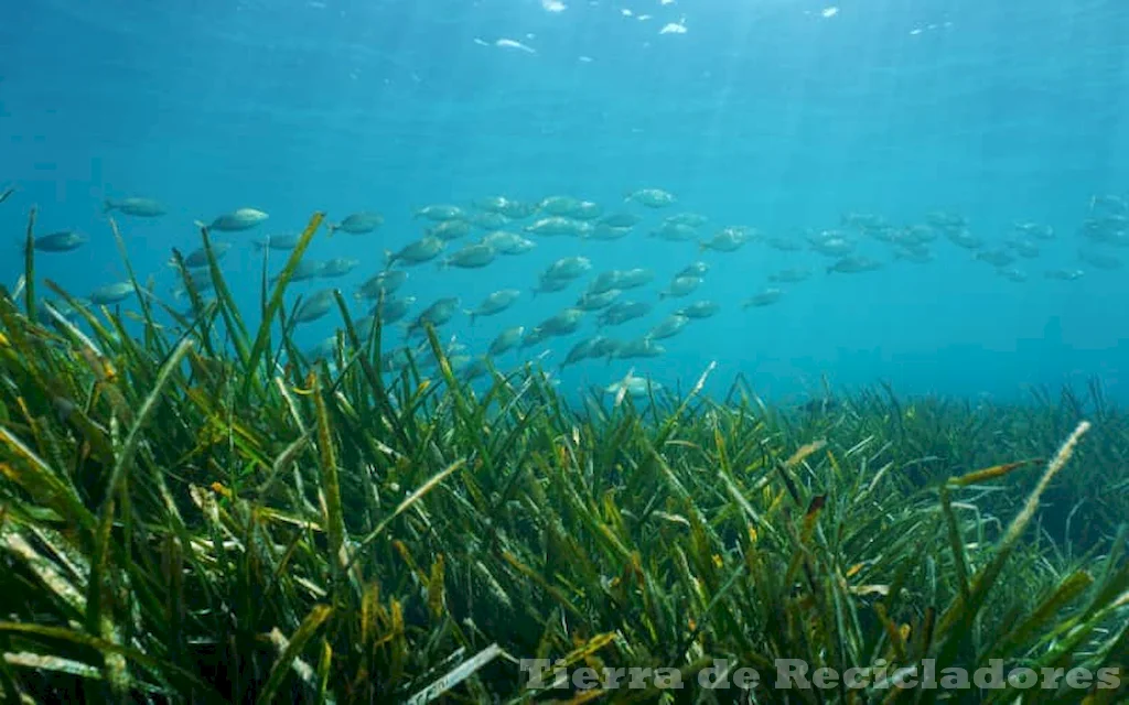 La biodiversidad marina descubriendo especies y ecosistemas